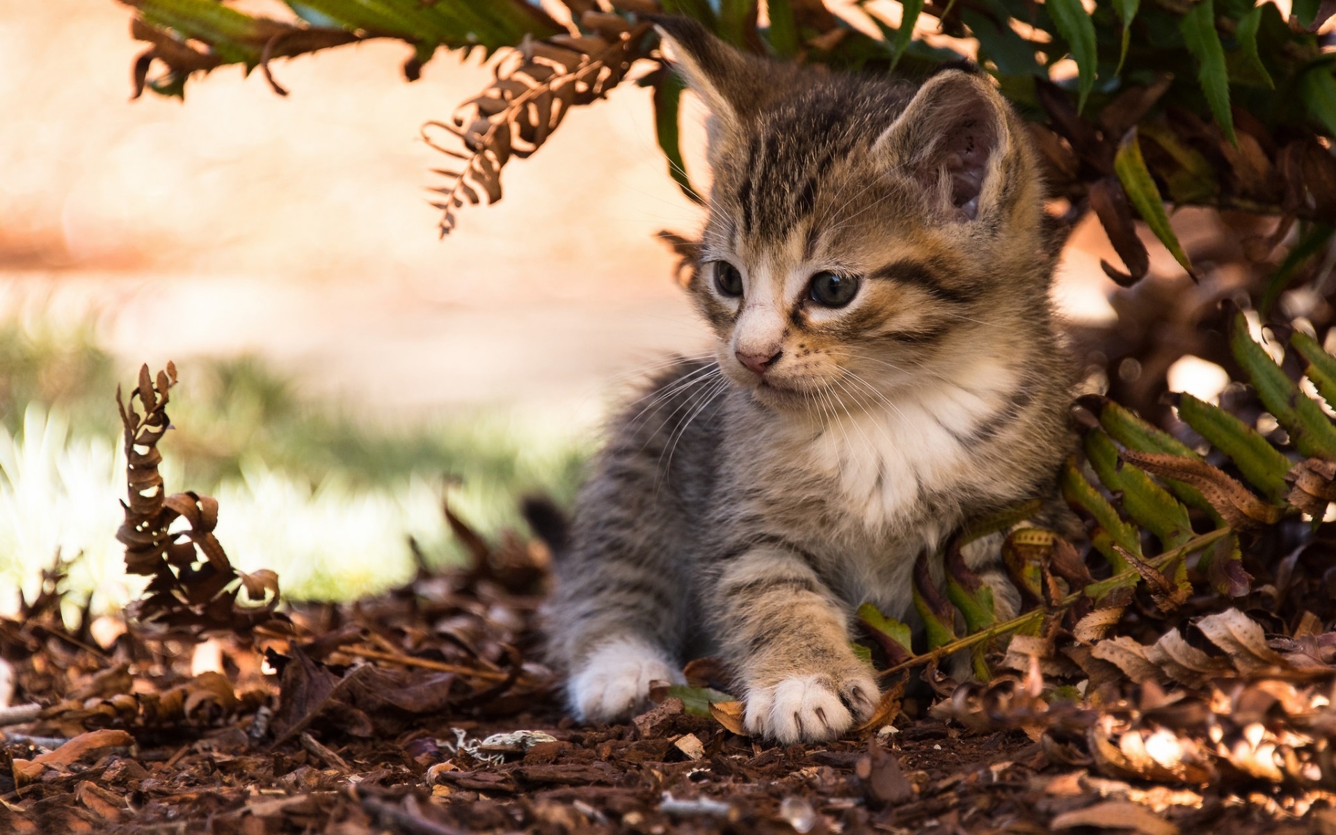 Caturday pic of a cute kitten