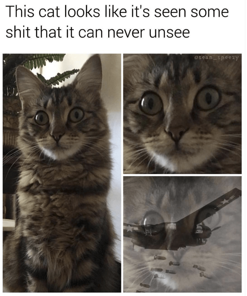 Caturday meme about a cat with ptsd