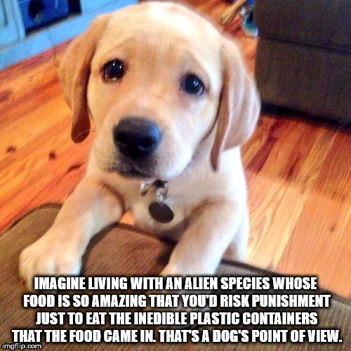hope you feel better meme - Imagine Living With An Alien Species Whose Food Is So Amazing That You'D Risk Punishment Just To Eat The Inedible Plastic Containers That The Food Came In. That'S A Dog'S Point Of View. imgflip.com