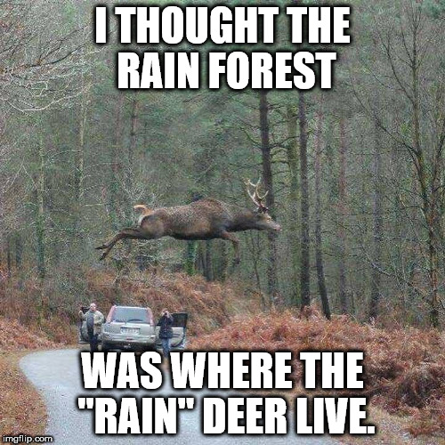 wildlife - I Thought The Rain Forest Was Where The "Rain" Deer Live. imgflip.com