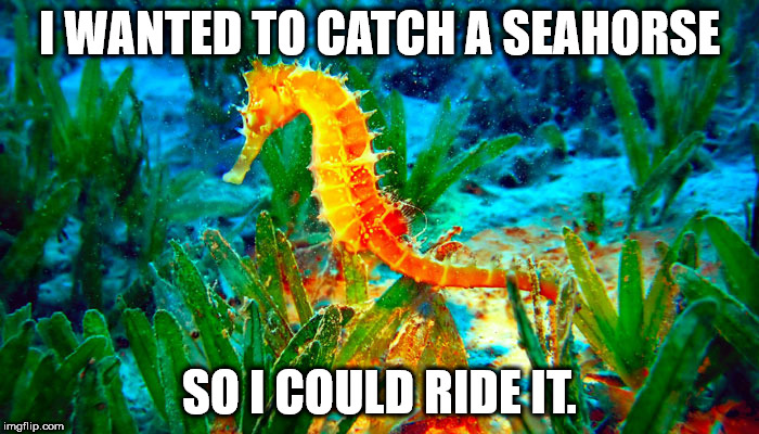 seahorse memes - I Wanted To Catch A Seahorse Soi Could Ridei imgflip.com