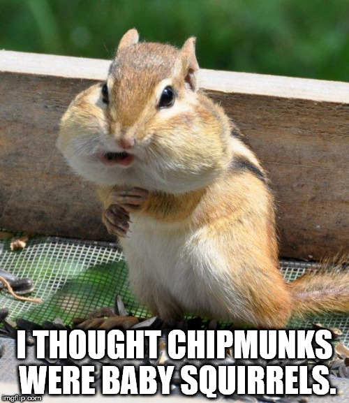 chipmunk memes - I Thought Chipmunks Were Baby Squirrels. imgflip.com