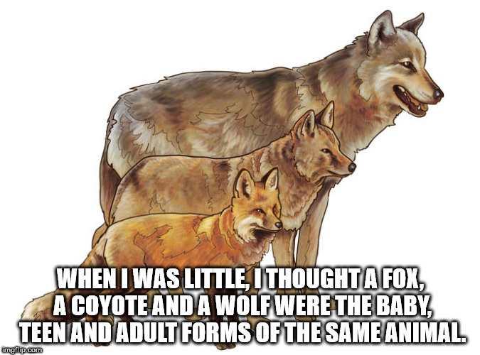 fox wolf and coyote - When I Was Little, I Thoughta Fox, A Coyote And A Wolf Were The Baby, Teen And Adult Forms Of The Same Animal imgflip.com