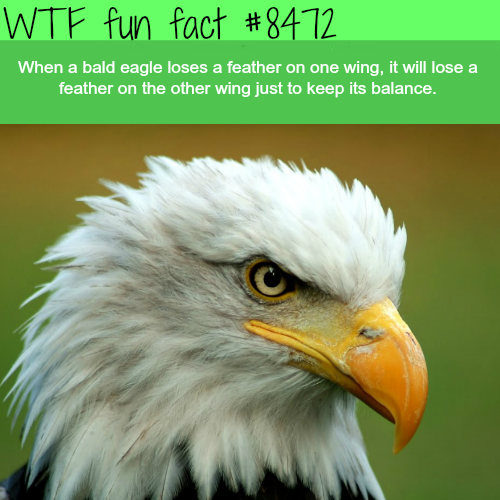 36 Random Facts to Deflate Your Ignorance