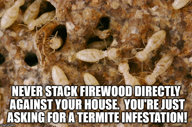 termites nest - Never Stack Firewood Directly Against Your House. You'Re Just Asking For A Termite Infestation! imgflip.com
