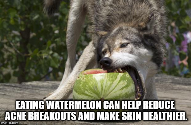 wolf eating watermelon - Eating Watermelon Can Help Reduce Acne Breakouts And Make Skin Healthier. imgflip.com