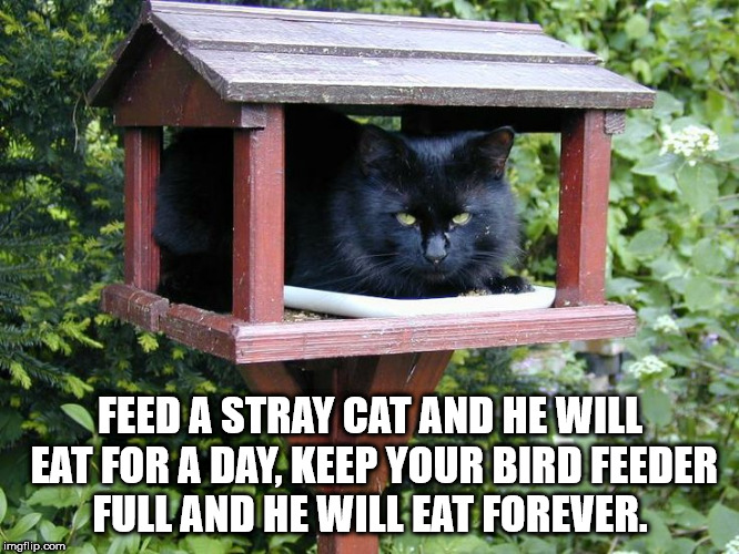 cat - Feed A Stray Cat And He Will Eat For A Day, Keep Your Bird Feeder Full And He Will Eat Forever. imgflip.com