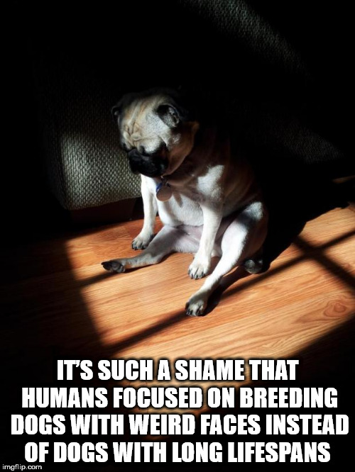 depressed pug - It'S Such A Shame That Humans Focused On Breeding Dogs With Weird Faces Instead Of Dogs With Long Lifespans imgflip.com