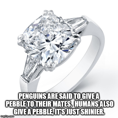 diamond ring meme - Penguins Are Said To Give A Pebble To Their Mates. Humans Also Give A Pebble It'S Just Shinier. malip.com