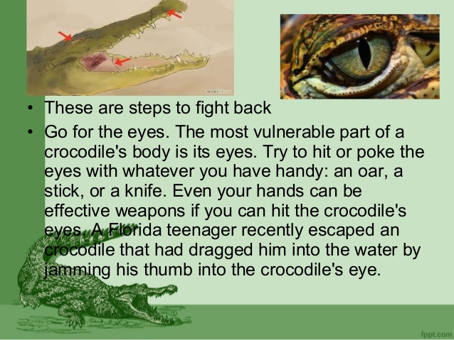 crocodile eye - These are steps to fight back Go for the eyes. The most vulnerable part of a crocodile's body is its eyes. Try to hit or poke the eyes with whatever you have handy an oar, a stick, or a knife. Even your hands can be effective weapons if yo