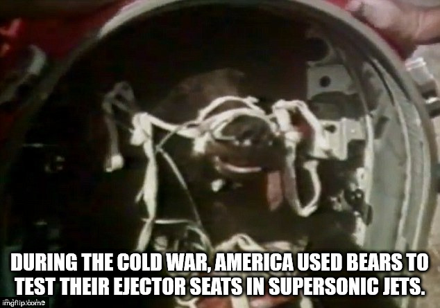 b 58 ejection capsule - During The Cold War, America Used Bears To Test Their Ejector Seats In Supersonic Jets. imgflip.com