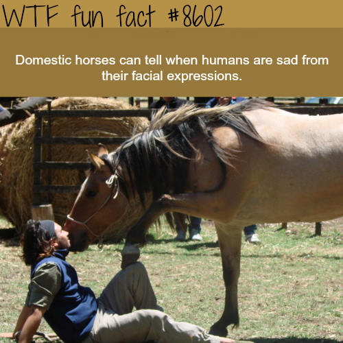 wtf facts about humans - Wtf fun fact Domestic horses can tell when humans are sad from their facial expressions.