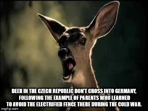 screaming deer - Deer In The Czech Republic Don'T Cross Into Germany, ing The Example Of Parents Who Learned To Avoid The Electrified Fence There During The Col War. imgflip.com