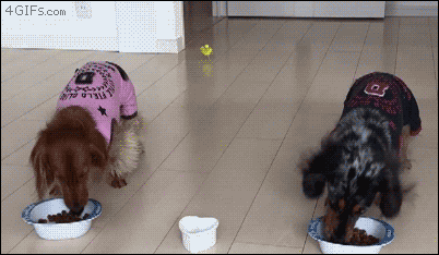 35 Animal GIFs to Tickle your Tuesday