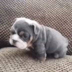 35 Animal GIFs to Tickle your Tuesday