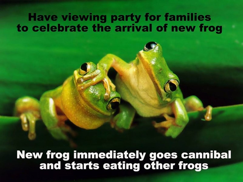love frogs - Have viewing party for families to celebrate the arrival of new frog New frog immediately goes cannibal and starts eating other frogs