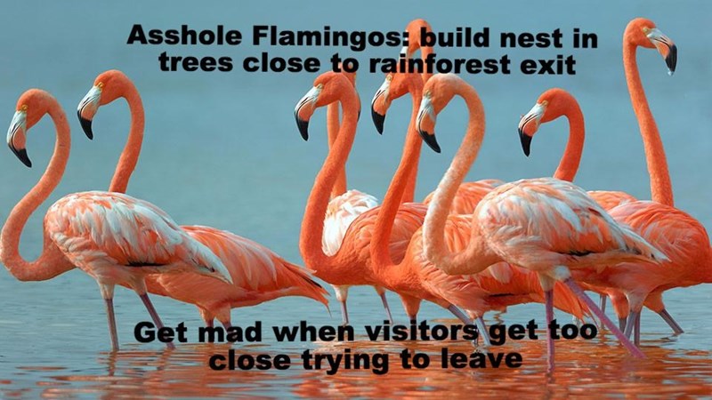 wild flamingos in florida - Asshole Flamingos build nest in trees close to rainforest exit der the woman wantom per ballos Get mad when visitors get too close trying to leave
