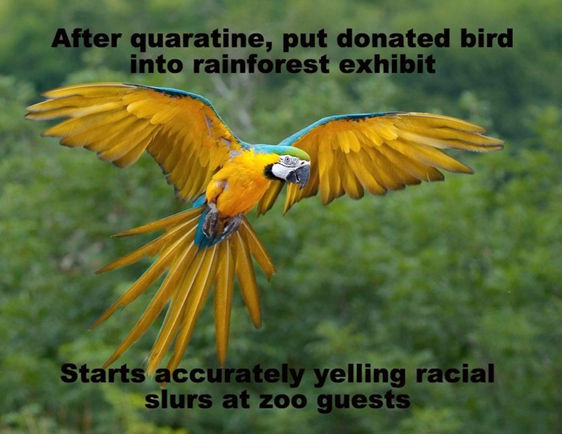 After quaratine, put donated bird into rainforest exhibit Starts accurately yelling racial slurs at zoo guests