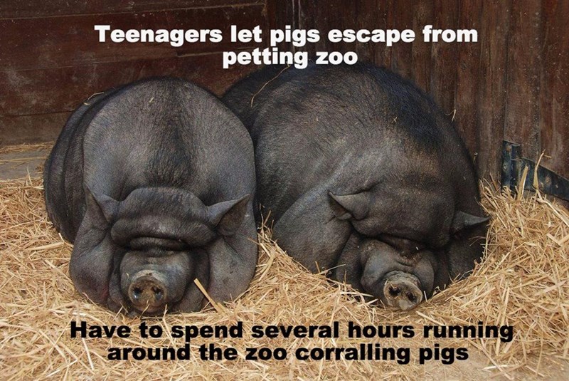 do pigs sweat - Teenagers let pigs escape from petting zoo Have to spend several hours running around the zoo corralling pigs