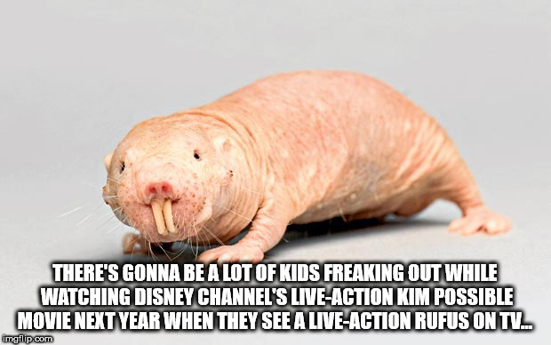 mole rat - There'S Gonna Be A Lot Of Kids Freaking Out While Watching Disney Channel'S LiveAction Kim Possible Movie Next Year When They See A LiveAction Rufus On Tv imgflip.com