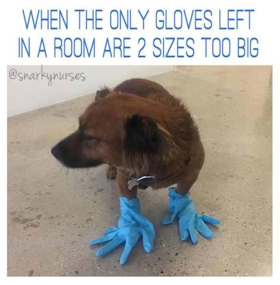 memes - nurse dog meme - When The Only Gloves Left In A Room Are 2 Sizes Too Big