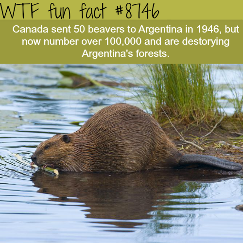 19 WTF Fun Facts