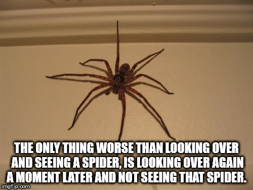 the only thing worse than not seeing a spider is looking over again and not seeing that spider anymore