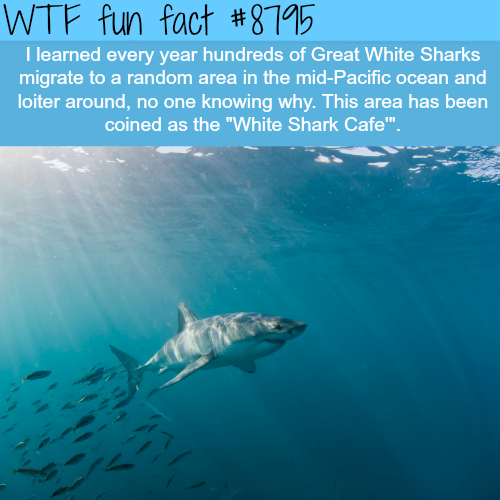 wtf facts - wtf facts about the brain - Wtf fun fact I learned every year hundreds of Great White Sharks migrate to a random area in the midPacific ocean and loiter around, no one knowing why. This area has been coined as the "White Shark Cafe'".