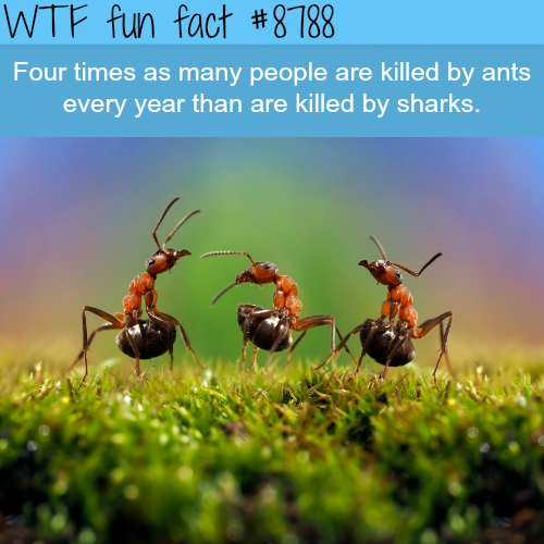 wtf facts - wtf fun facts - Wtf fun fact Four times as many people are killed by ants every year than are killed by sharks.
