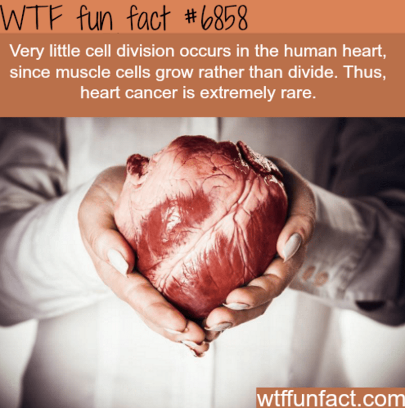 wtf facts - donating heart - Wtf fun fact Very little cell division occurs in the human heart, since muscle cells grow rather than divide. Thus, heart cancer is extremely rare. wtffunfact.com