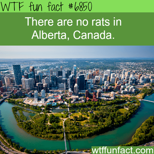 wtf facts - wtf canada fun fact - Wtf fun fact There are no rats in Alberta, Canada. wtffunfact.com