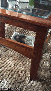Caturday gif of a playing under a table
