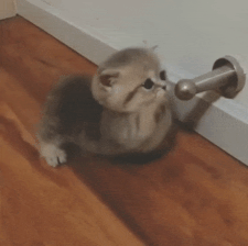 Caturday gif of a chubby kitten playing with a door stopper