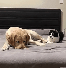 Caturday gif of a cat and a dog playing with a red dot