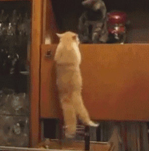 Caturday gif of a cat falling while trying to climb a shelf