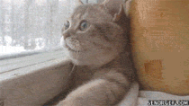 Caturday gif of a cat watching snow in wonder