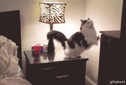 Caturday gif of a cat sleeping in a cat sized bed