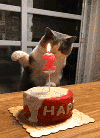 Caturday gif of a cat smacking a lit candle out