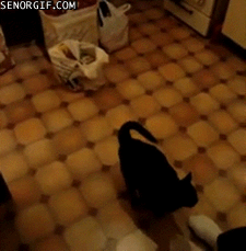 Caturday gif of a cat asking for pets
