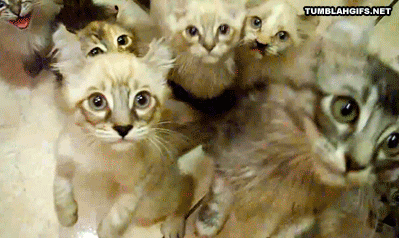 Caturday gif of a mob of kittens