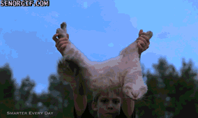 Caturday gif of a cat landing on its legs after being dropped upside down