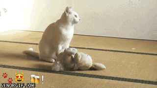 Caturday gif of a cat play fighting with a rabbit toy