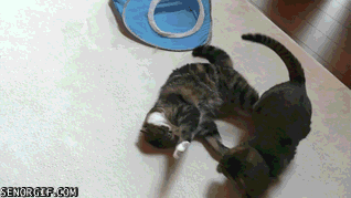 Caturday gif of two cats play fighting
