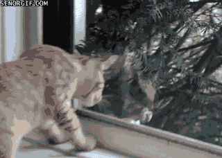 Caturday gif of a cat playing with a squirrel through a window
