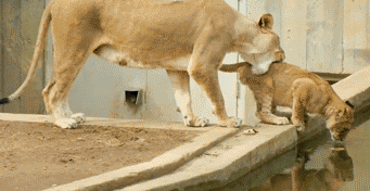 Caturday gif of a lion cub falling in a pool