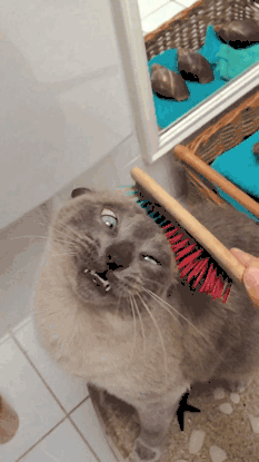 Caturday gif of a cat making derpy faces while getting brushed