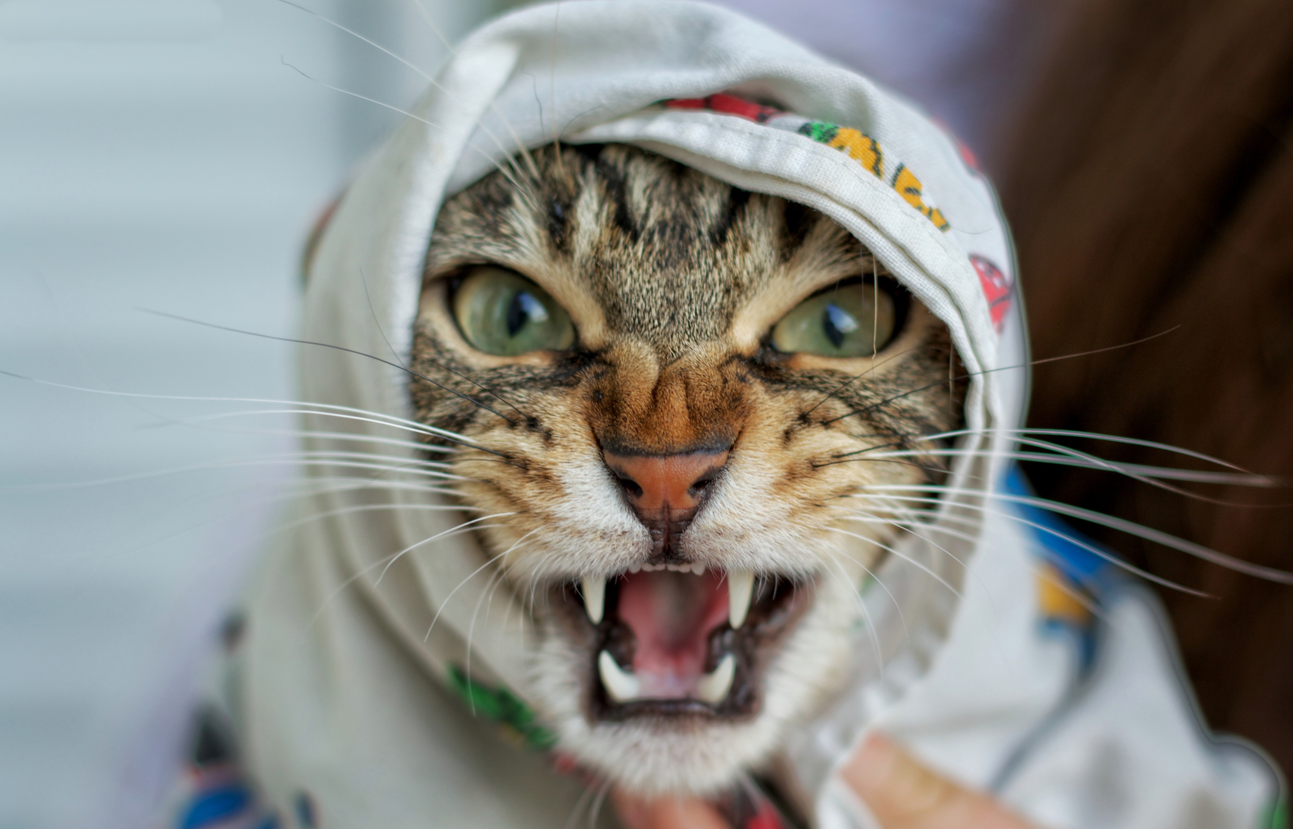 Caturday pic of a cat snarling wrapped in cloth