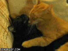Caturday gif of cats snuggling together