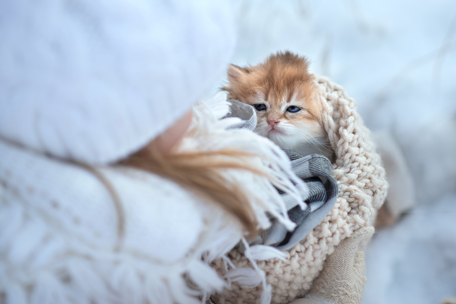 Caturday pic of a kitten held swathed in blankets