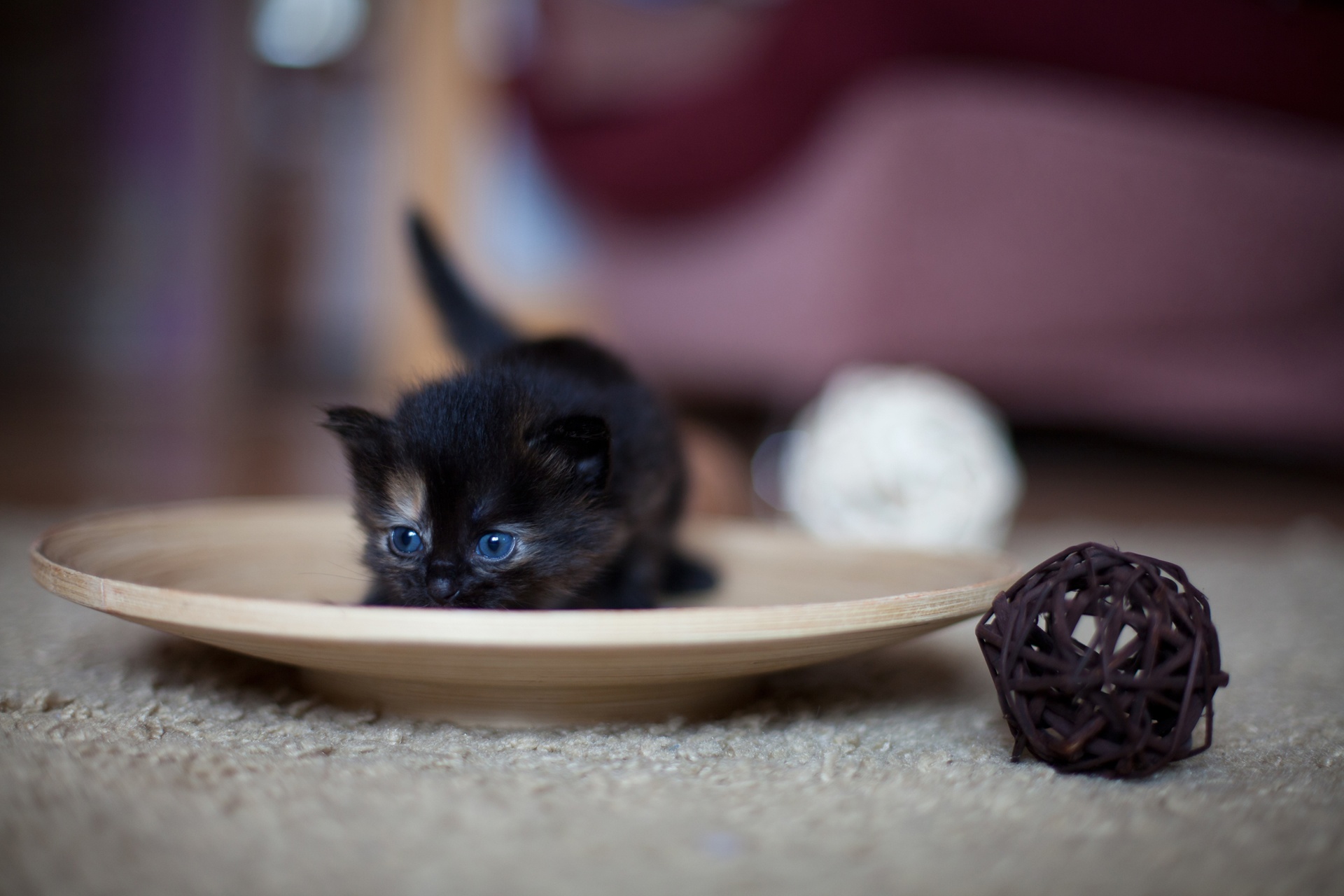 Caturday pic of a kitten sitting on a plate